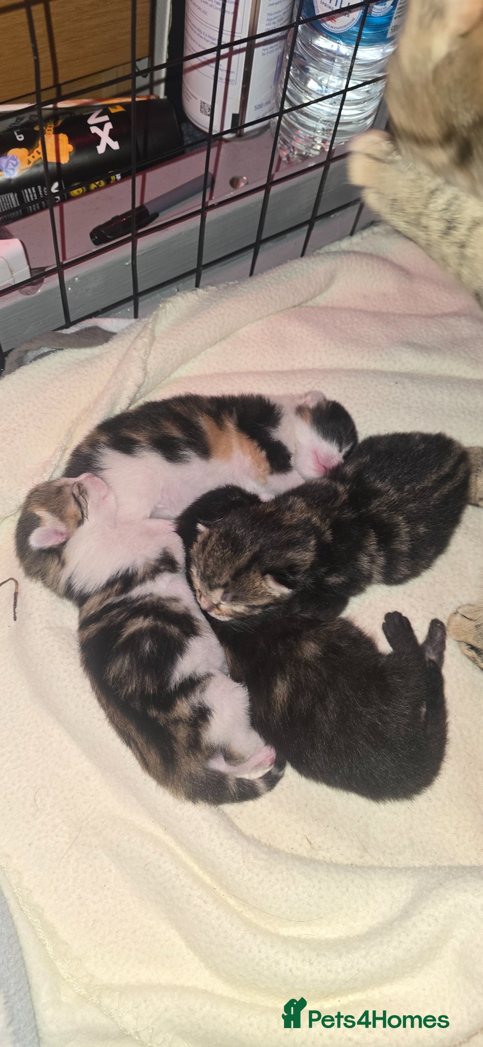 Domestic Shorthair cats 4 gorgeous kittens for sale - Advert 4