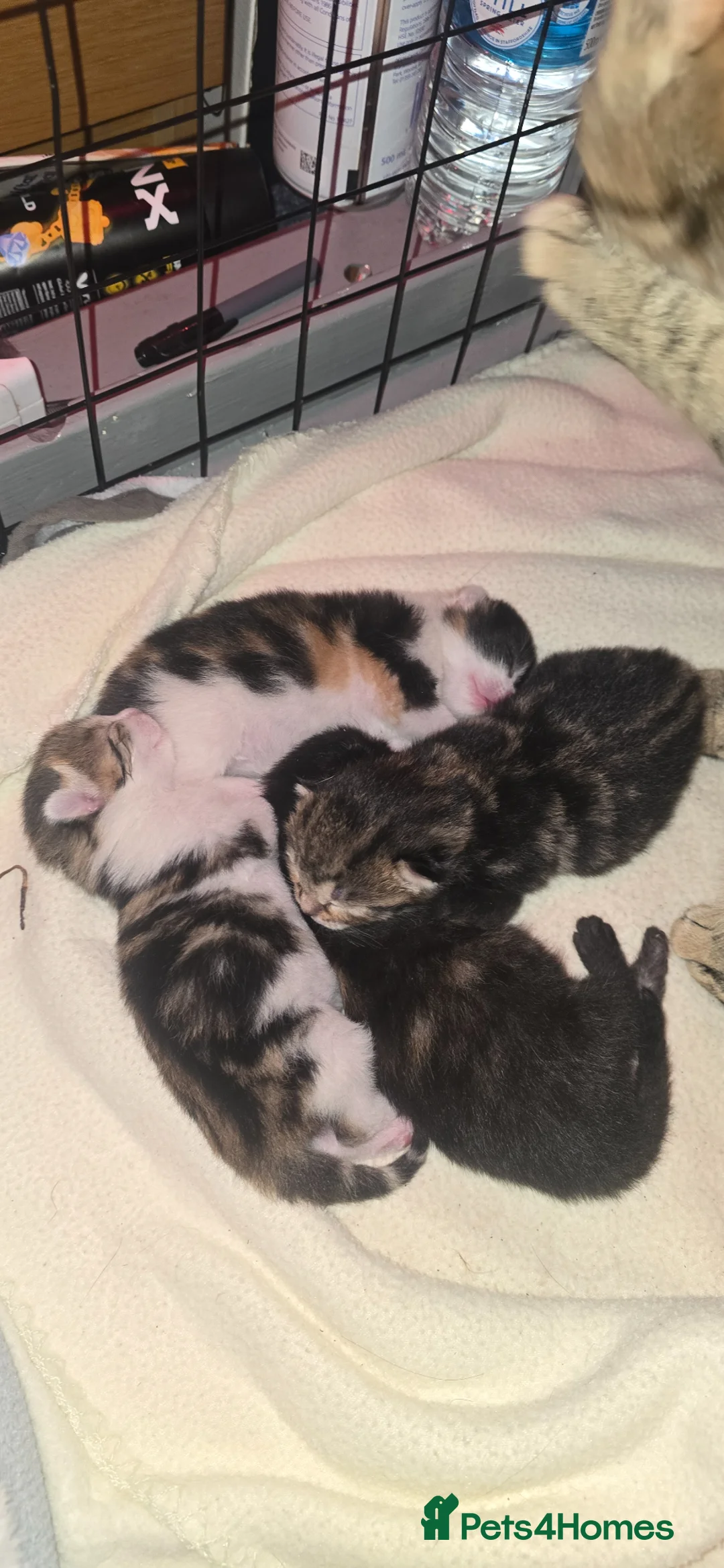 Domestic Shorthair cats for sale: 4 gorgeous kittens for sale in Burntwood - Advert 1