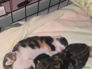 Domestic Shorthair cats 4 gorgeous kittens for sale - Advert 4