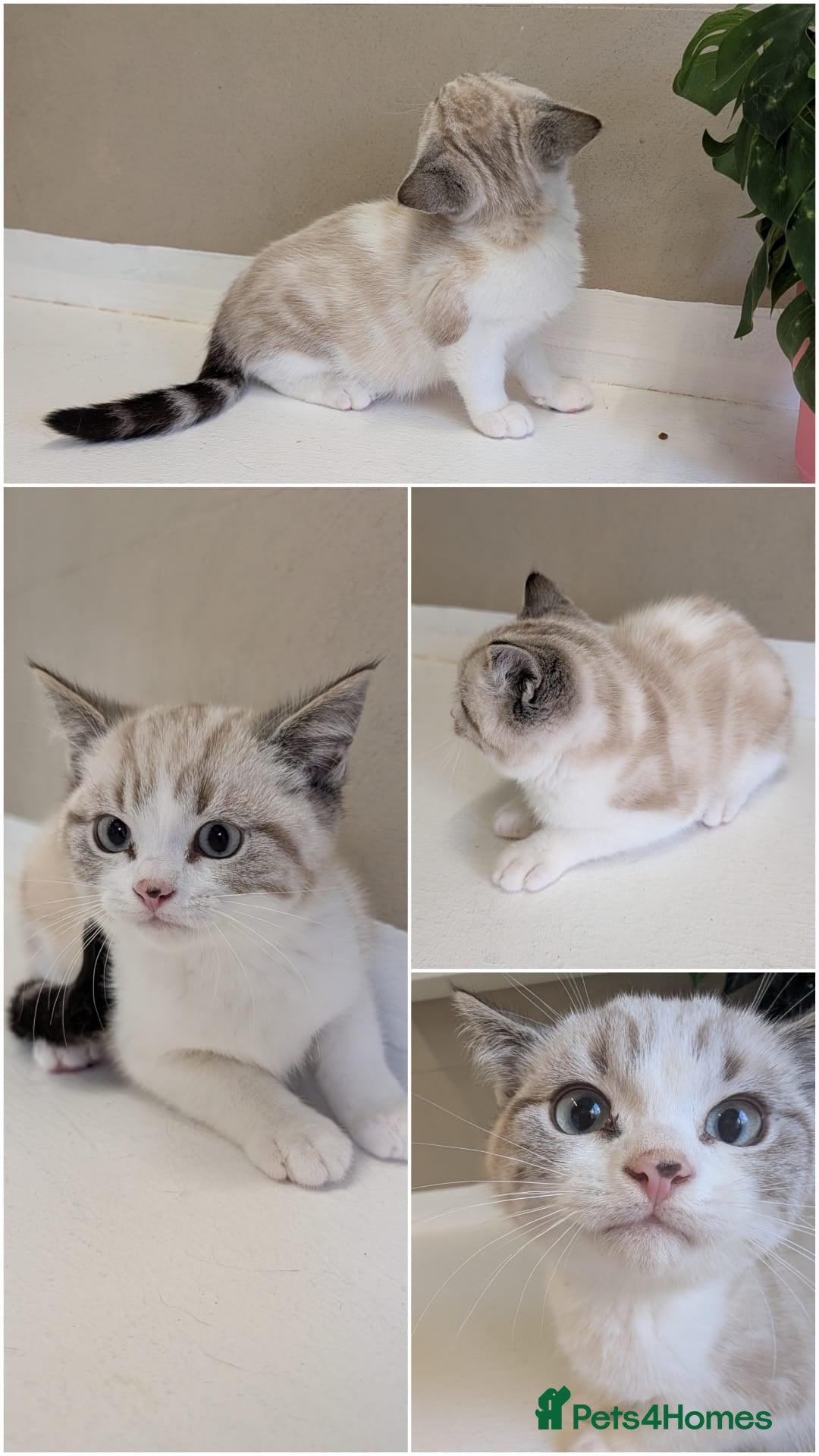 British Shorthair cats 🌟Super Rare Litter!!🌟Pedigree British Shorthairs - Advert 2