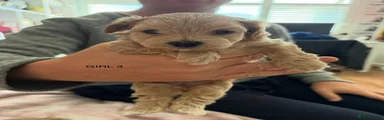 Maltipoo 3