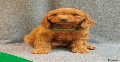 Mixed Breed dogs - Advert 8