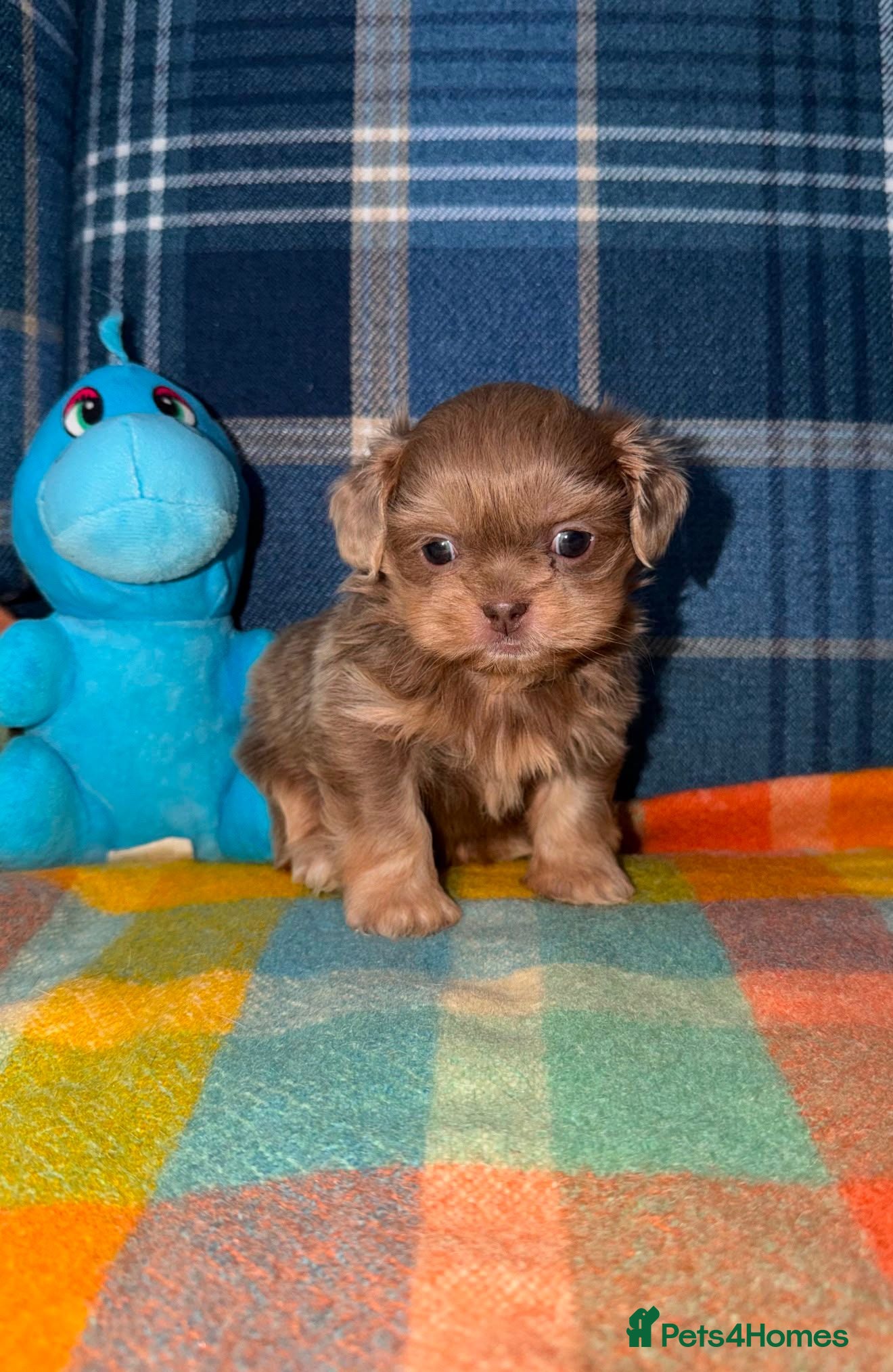 Shih Tzu dogs Stunning KC Shih Tzu Puppies  - Advert 1