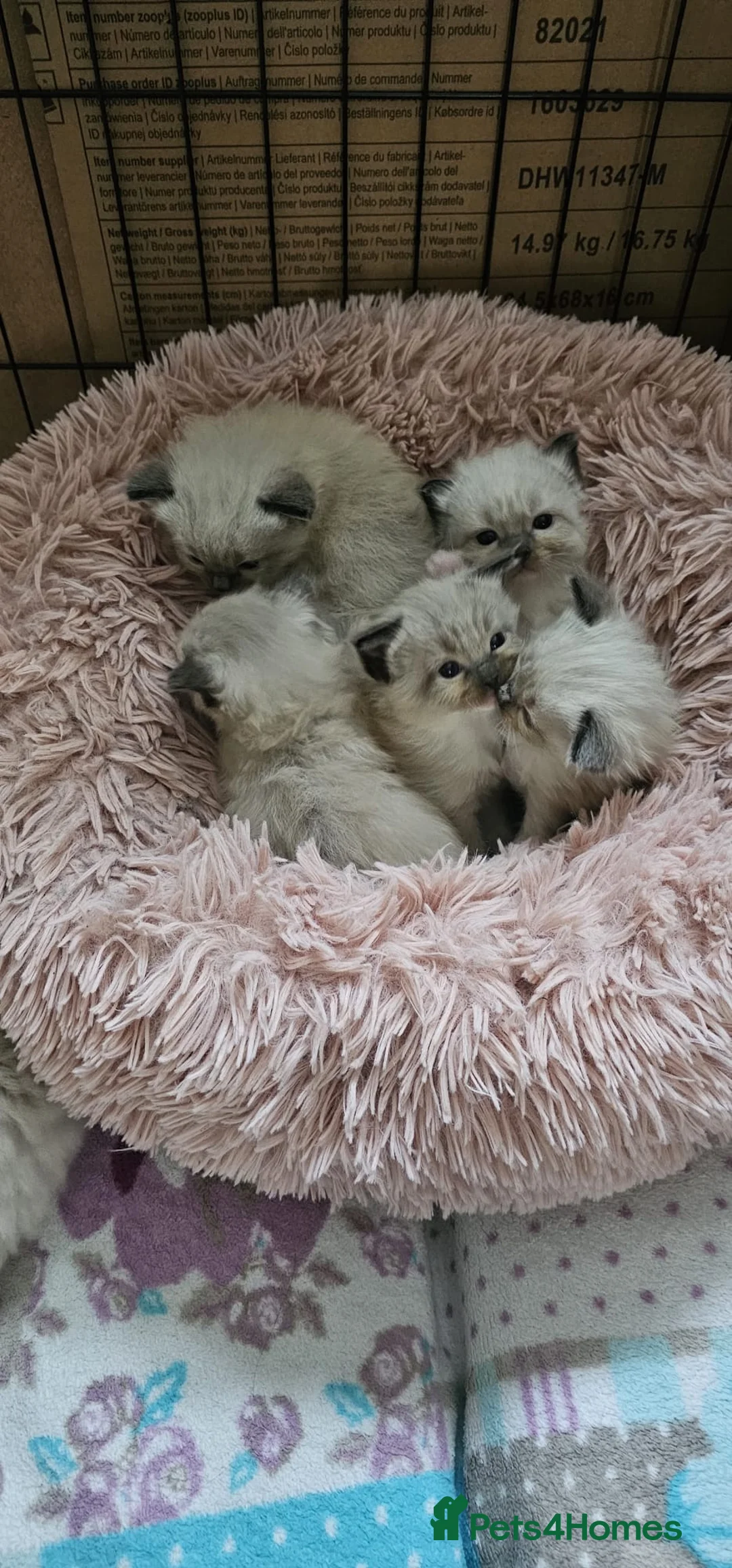 Ragdoll cats for stud: 100% proven Ragdoll STUD - Advert 2