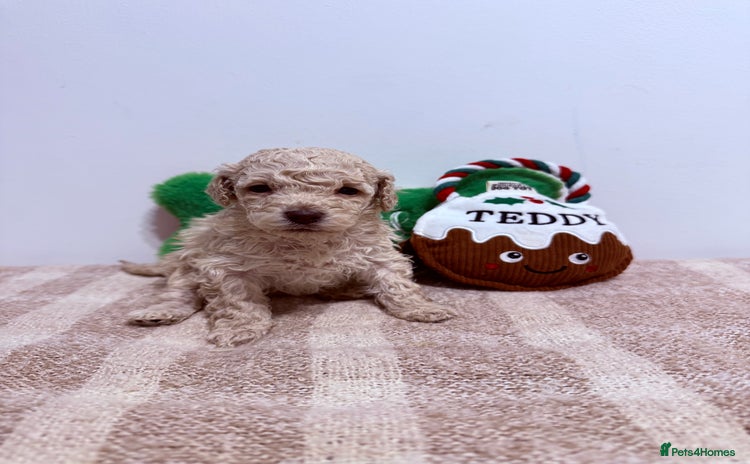Miniature Poodle dogs Miniature Pedigree Poodles  - Advert 15