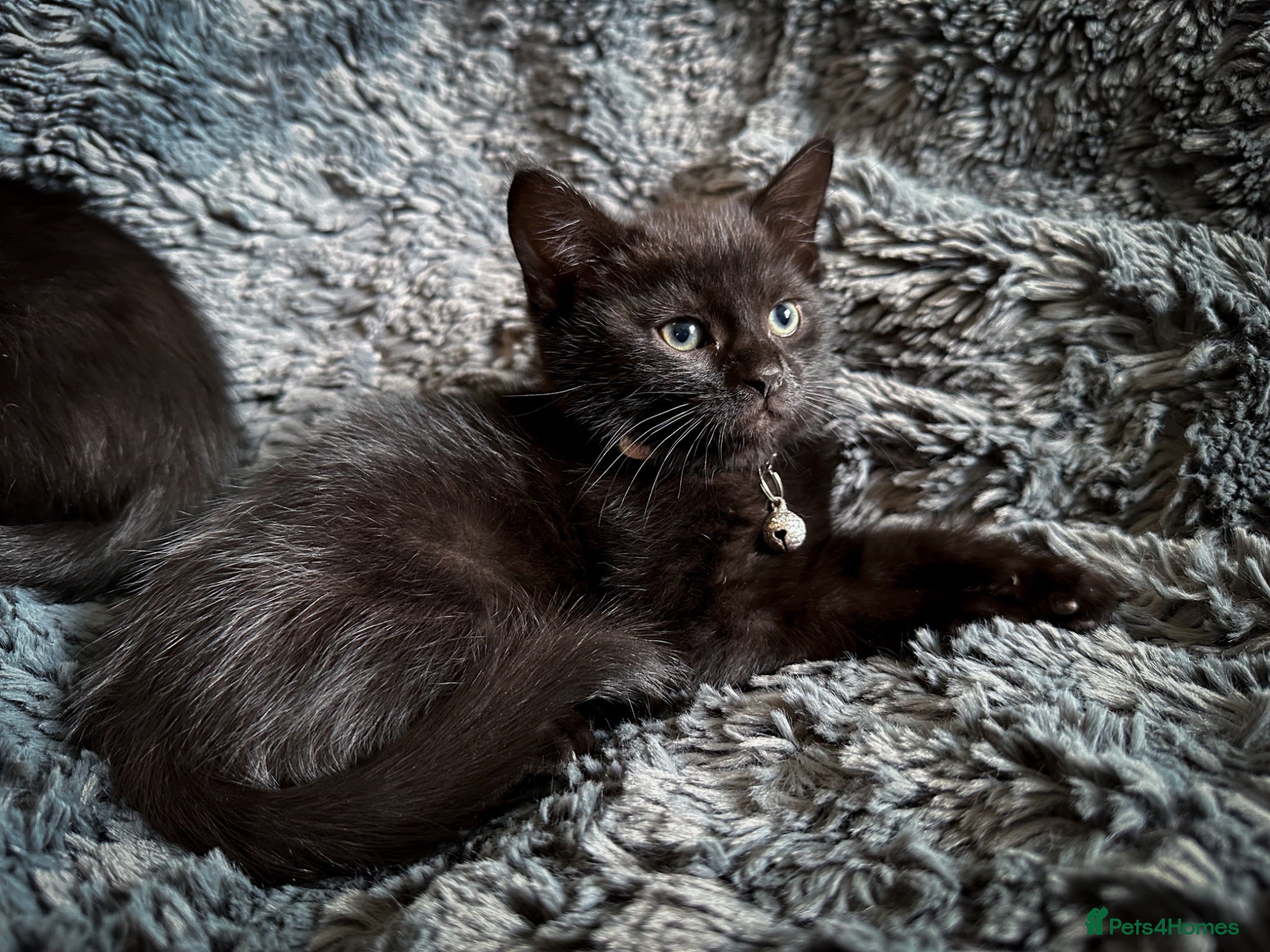 Mixed Breed cats 2 beautiful, friendly kittens ready to leave - Advert 1