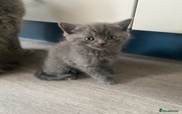 British Longhair cats for sale: British longhair kittens with Persian lineage - Image 16
