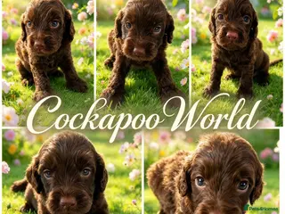 Cockapoo dogs DNA CLEAR, Merle Cockapoos, Ready 6th Novemeber - Advert 4