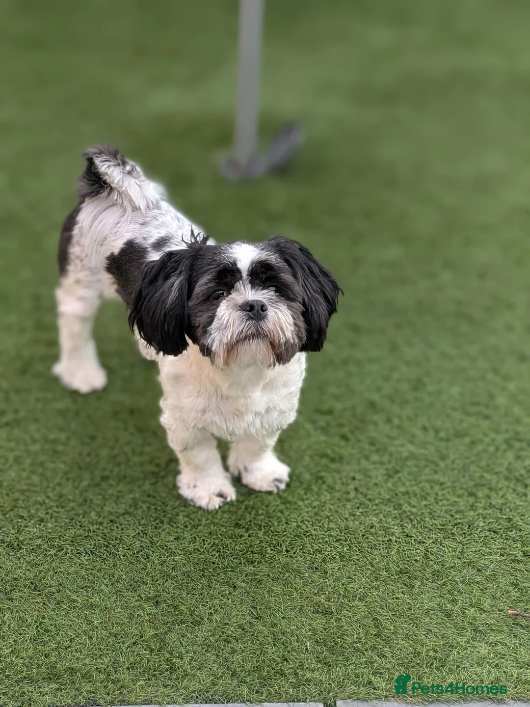 Lhasa Apso dogs for sale: Lhasa apso female - Advert 3