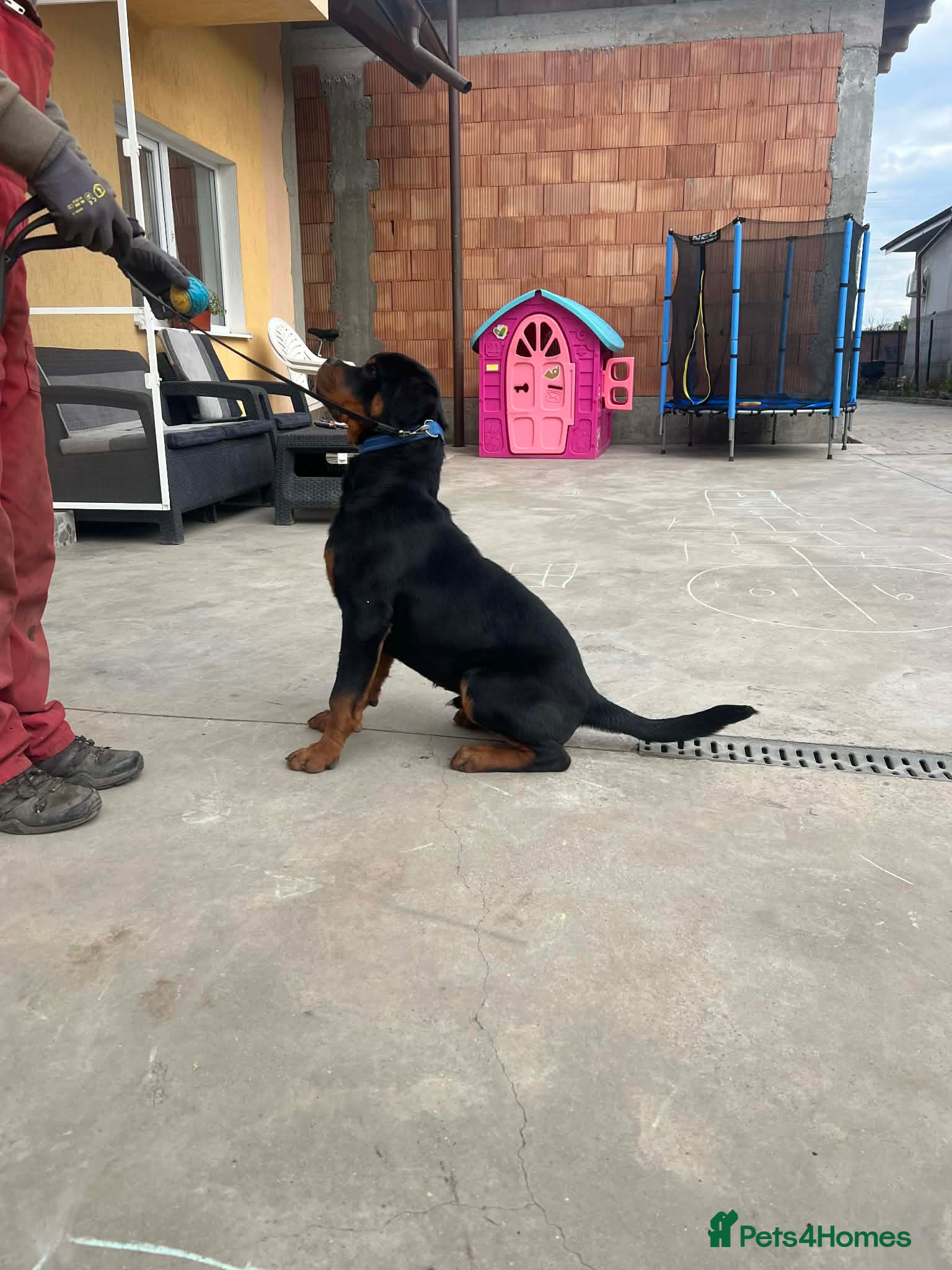 Rottweiler dogs KC ROTTWEILER  - Advert 16