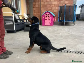 Rottweiler dogs KC ROTTWEILER - Advert 16