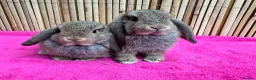 Mini Lop rabbits for sale: Really friendly pure mini lop girls - Advert 3