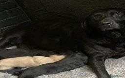 Labrador Retriever dogs for sale: Black and red KC Labrador puppies  - Image 6
