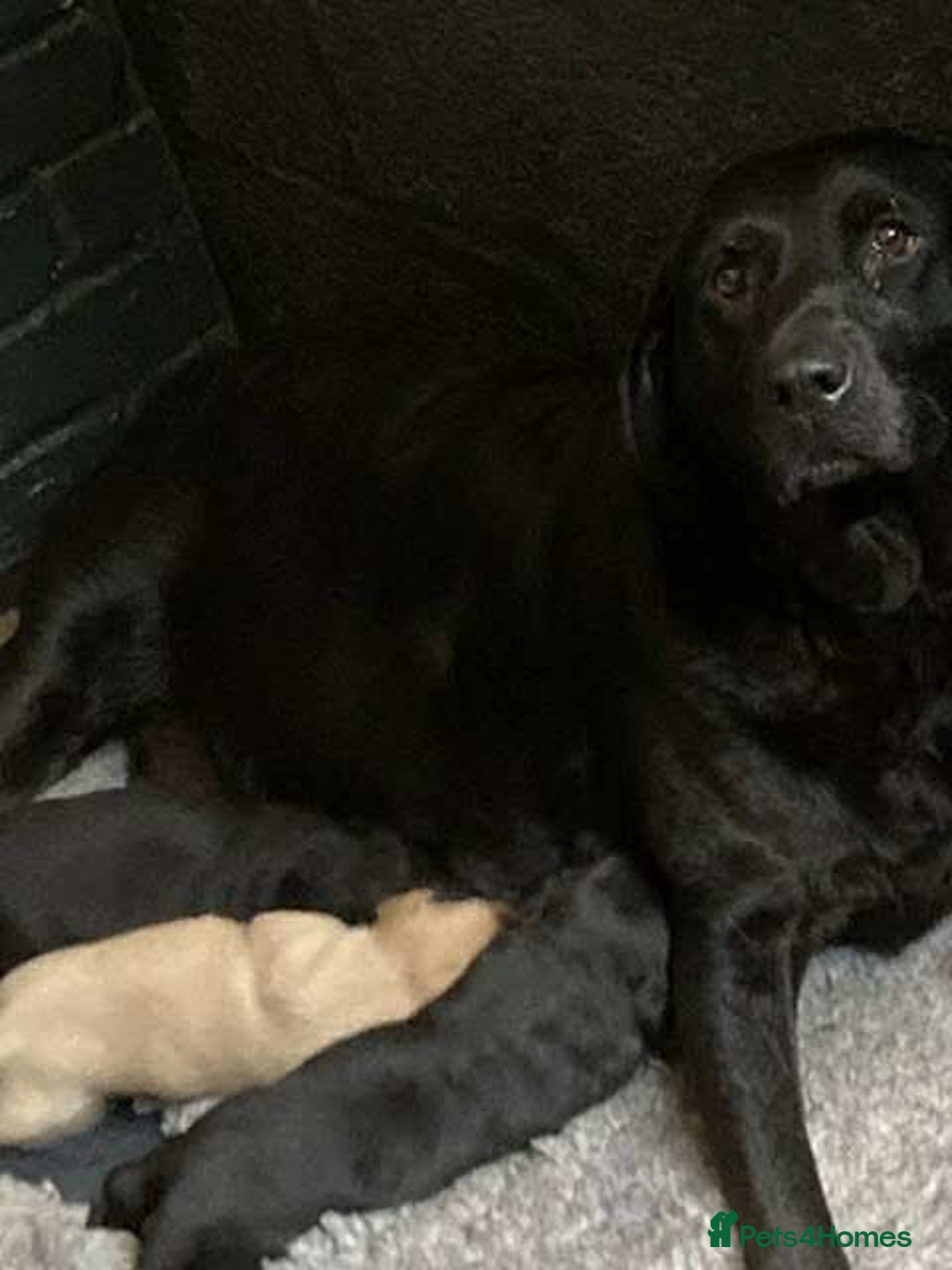 Labrador Retriever dogs for sale: Black and red KC Labrador puppies  - Image 6