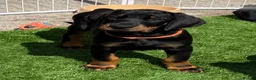 Dobermann dogs for sale: Exceptional KC Dobermann Puppies - Advert 4