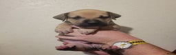 Presa Canario dogs for sale:  Presa Canario Puppies – Ready 20 Nov - Advert 12