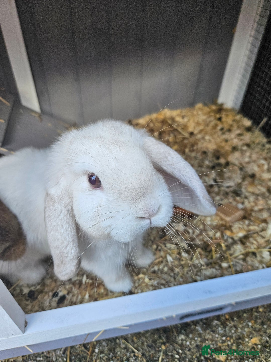 French Lop rabbits for sale: 2 female French lop rabbits and brand new hutch - Image 6