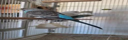 Budgerigars birds for sale: 4 Breeding pair of budgies and chicks in London - Advert 2