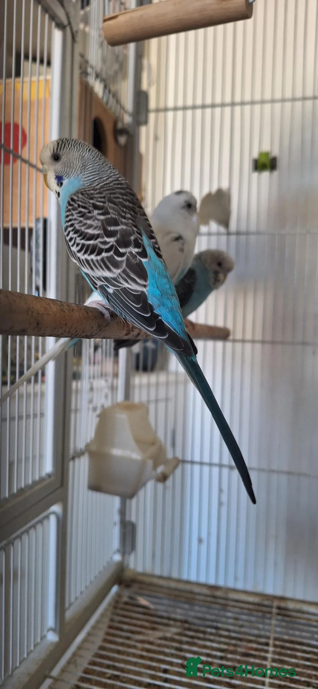 Budgerigars birds for sale: 4 Breeding pair of budgies and chicks in London - Advert 2