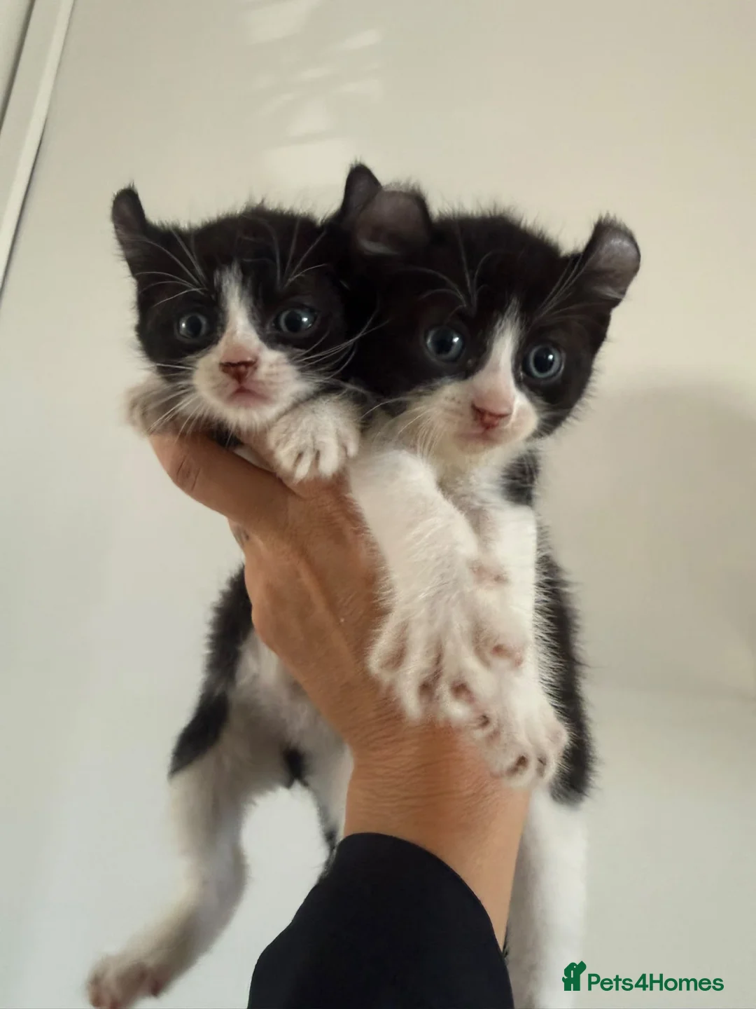 Mixed Breed cats for sale: Rare sphynx cross kittens  - Advert 13