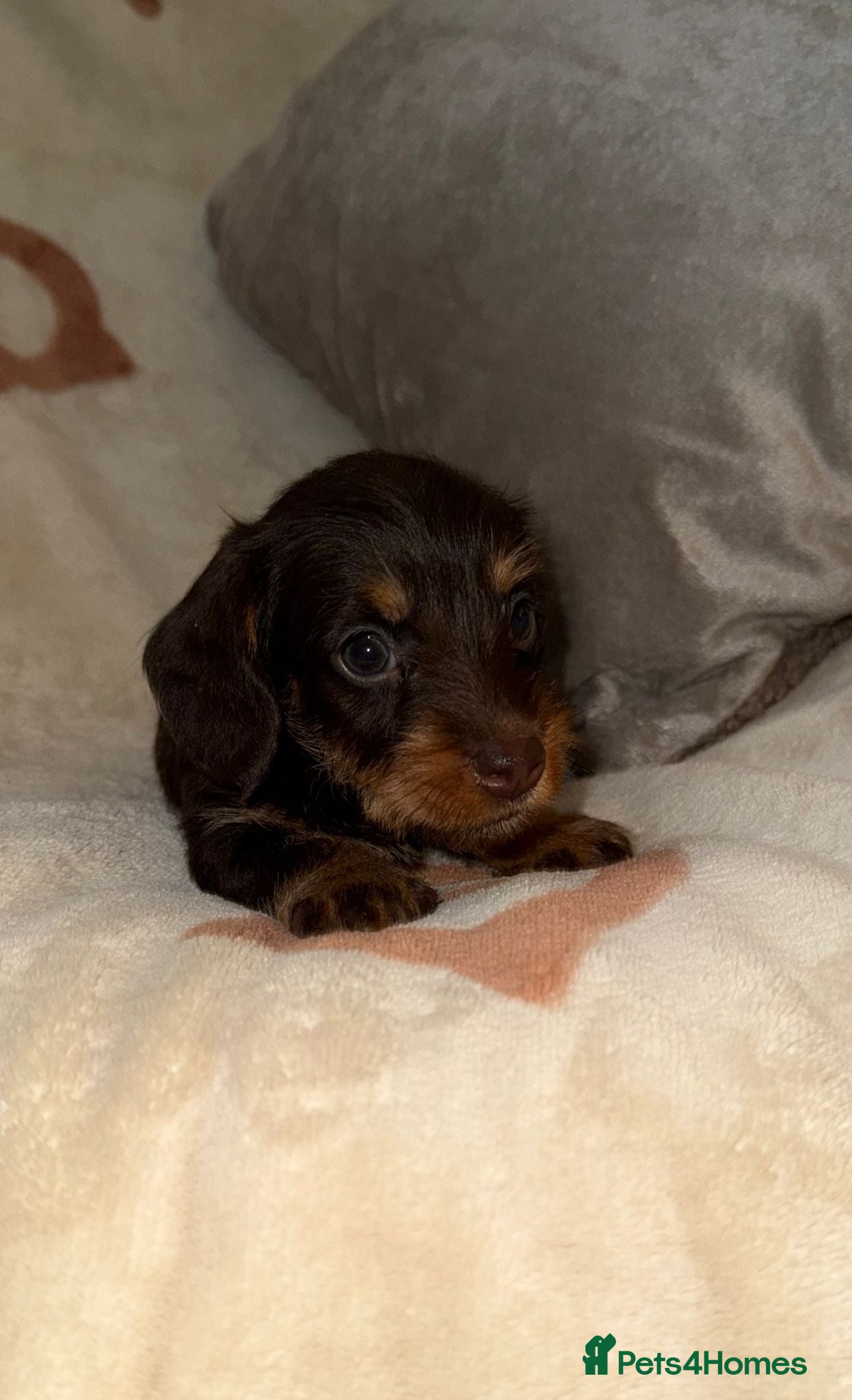 Miniature Dachshund dogs 💜Stunning KC Mini Wirehair Dachshunds💜 - Advert 3
