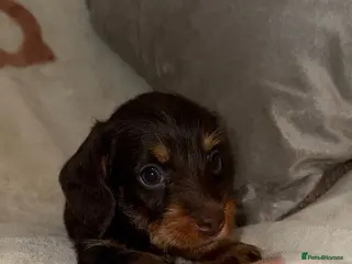 Miniature Dachshund dogs 💜Stunning KC Mini Wirehair Dachshunds💜 - Advert 5