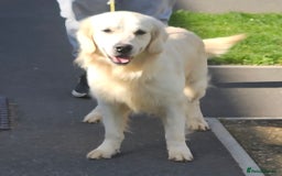 Golden Retriever dogs for stud: Extensively health tested show type kc reg in Bedford - Image 5