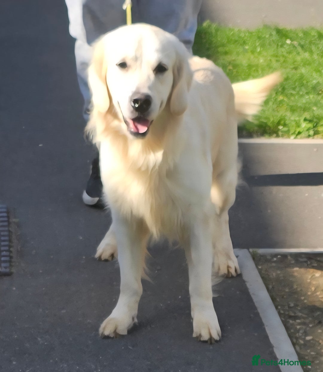 Golden Retriever dogs for stud: Extensively health tested show type kc reg in Bedford - Image 5