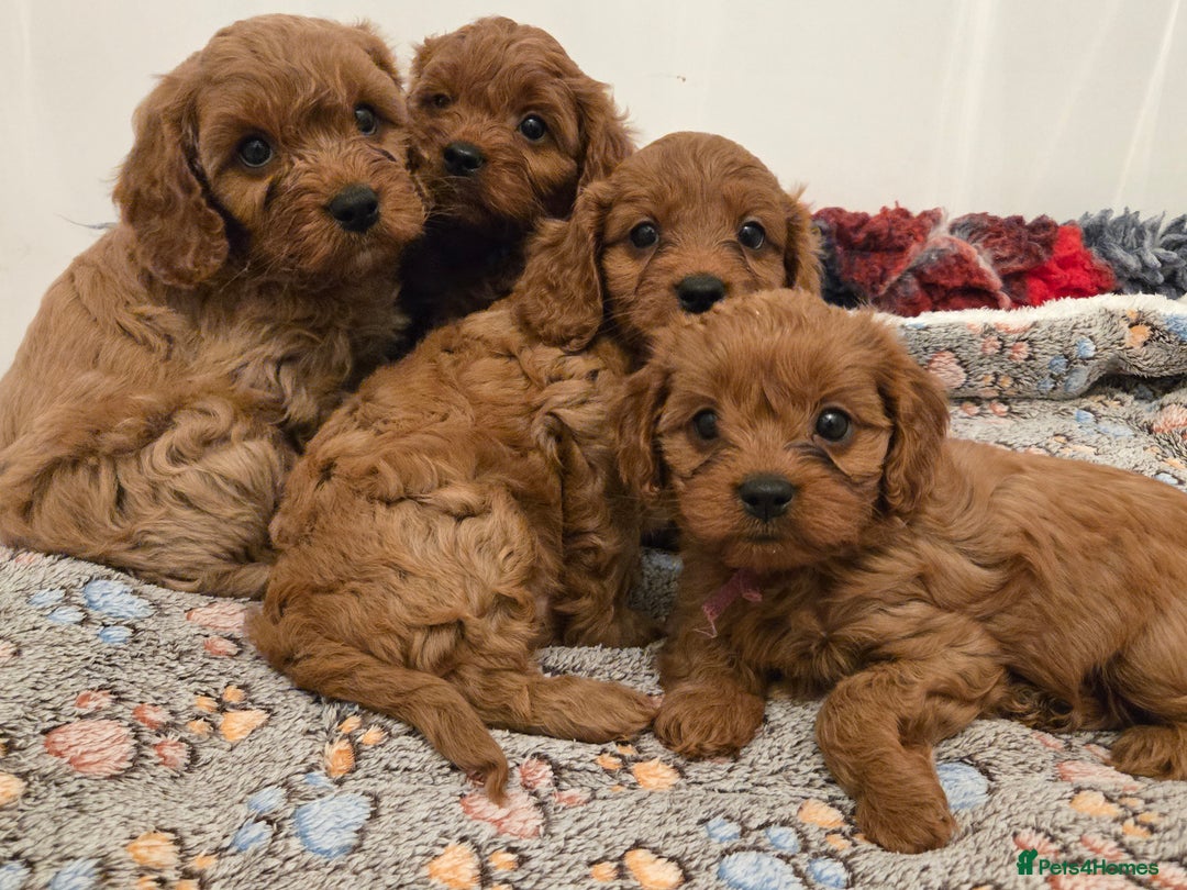 Cavapoo dogs for sale: Gorgeous Red Cavapoo Puppies - Advert 13