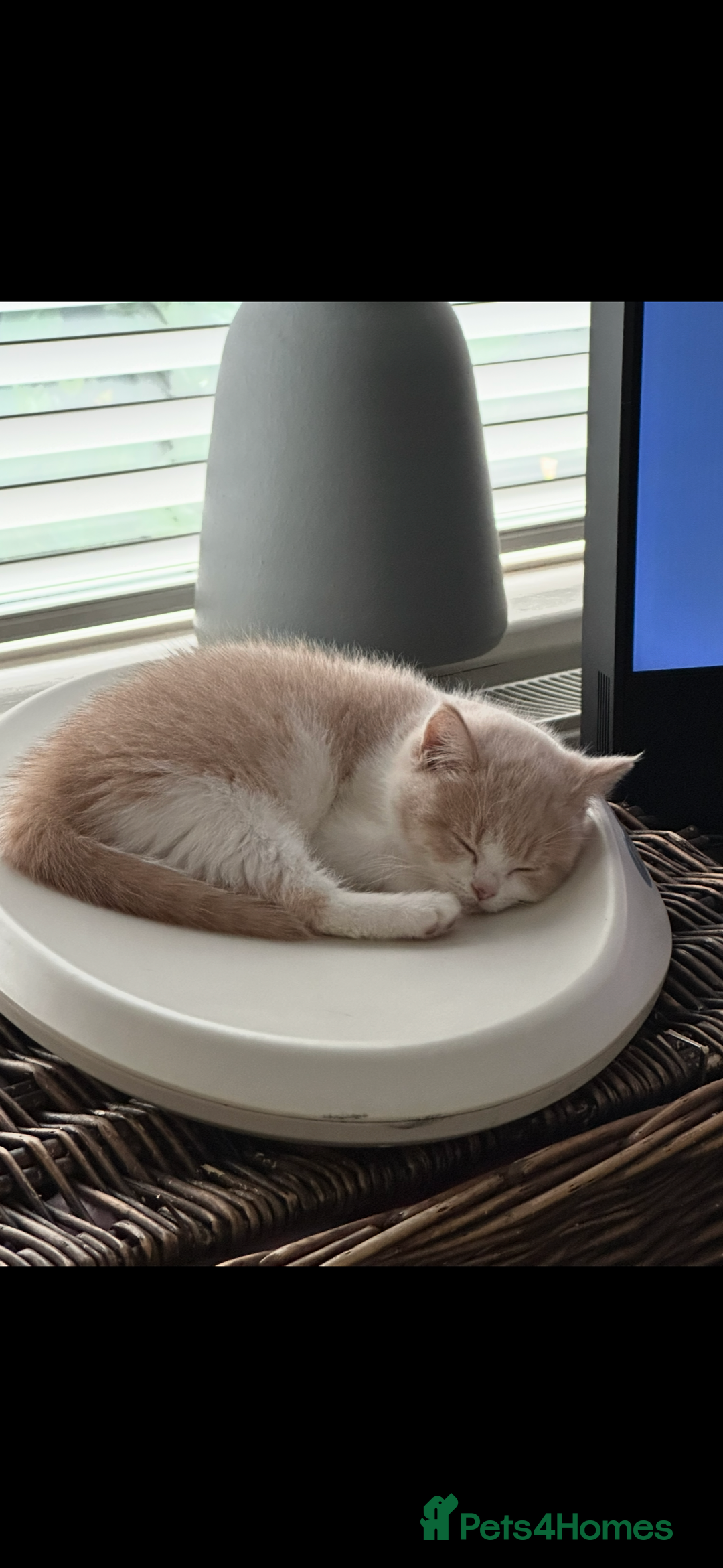 British Shorthair cats for sale: 1 left Ready NOW GCCF BSH kittens  - Advert 1