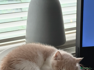 British Shorthair cats 1 left Ready NOW GCCF BSH kittens - Advert 8