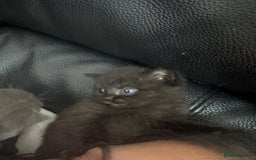 British Shorthair cats for sale: British short hair cross kittens for sale - Image 4