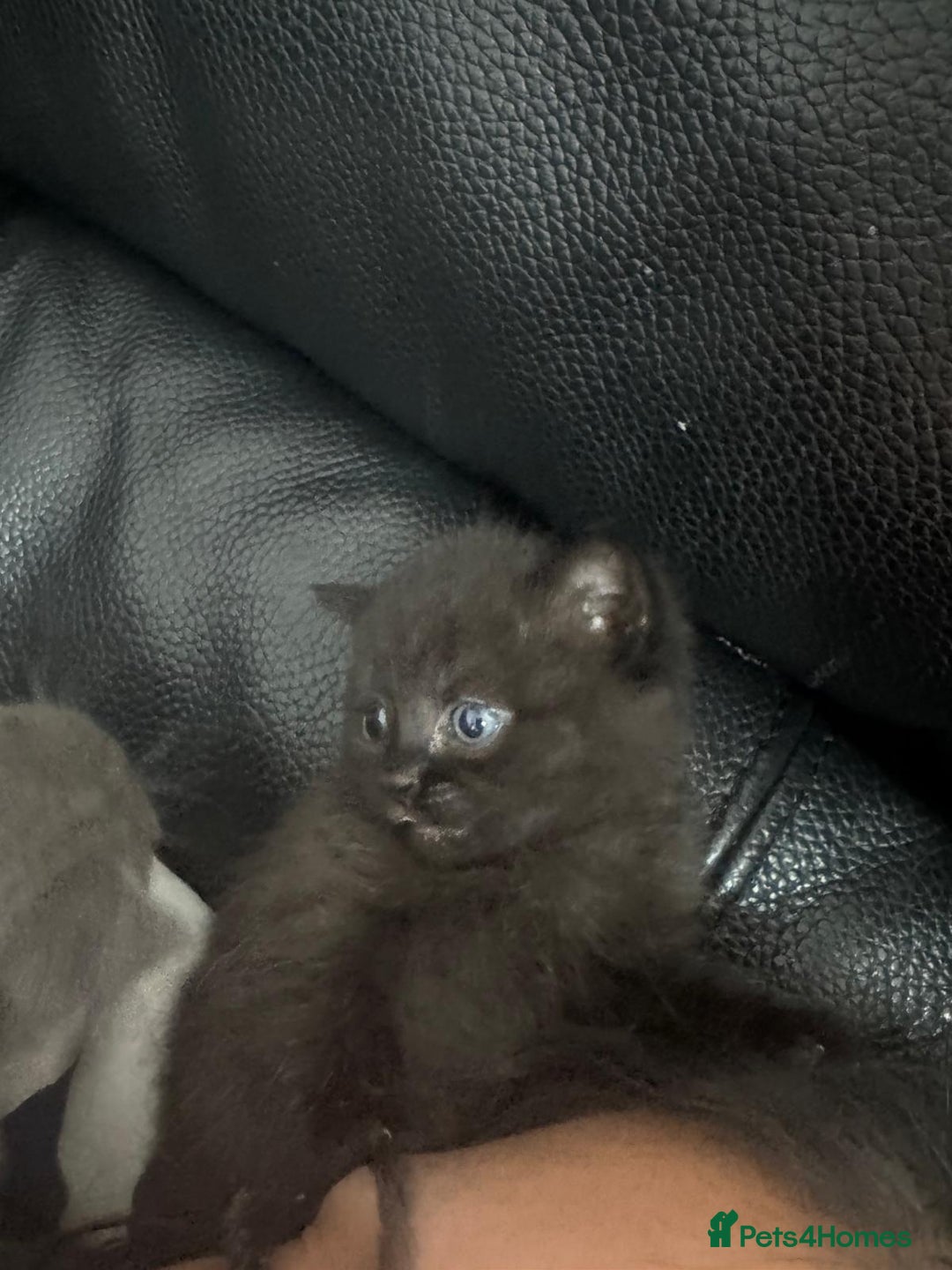 British Shorthair cats for sale: British short hair cross kittens for sale - Image 4