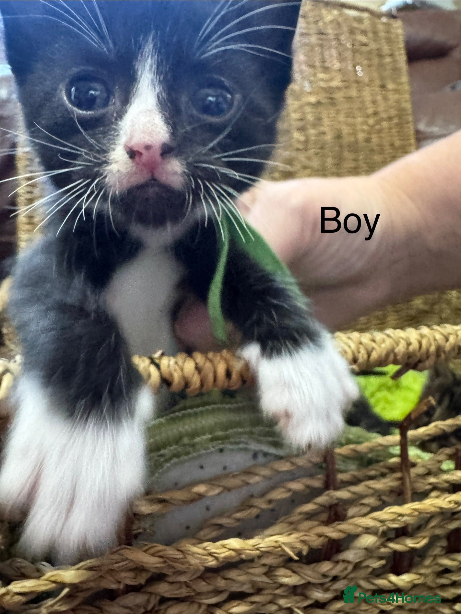 Mixed Breed cats We have one beautiful boy looking for his new home - Advert 2