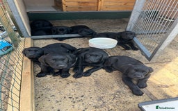 Labrador Retriever dogs for sale: Black Labrador Puppies for sale - Image 3