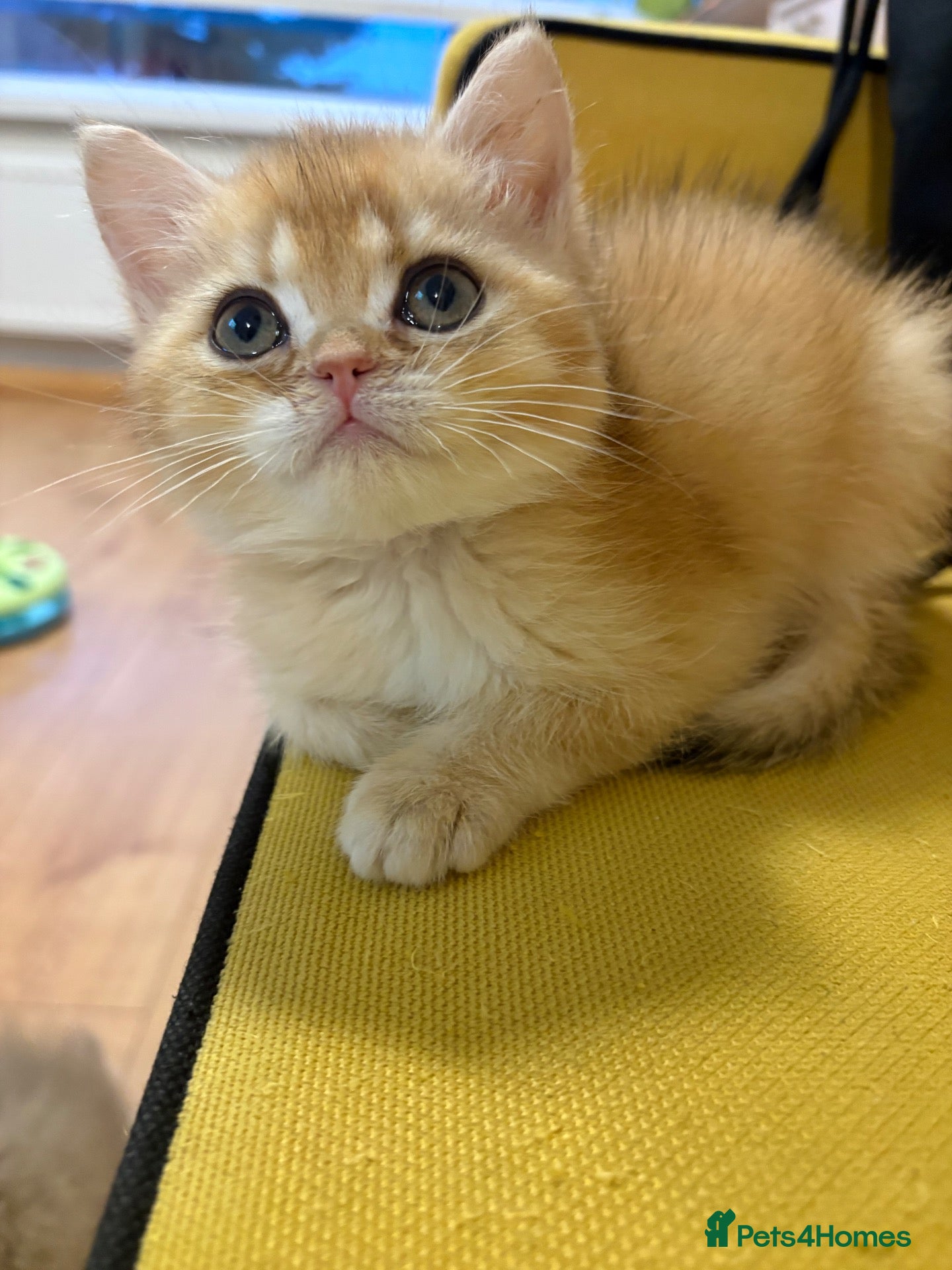 British Shorthair cats GCCF GOLDEN BRITISH SHORTHAIR KITTEN 1 BOY LEFT  - Advert 2