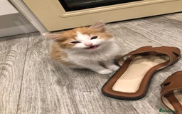 Mixed Breed cats for sale: Litter 5 kittens looking for there forever homes.  - Image 7