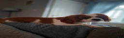 Cavalier King Charles Spaniel dogs for stud: Hugo Cavalier Stud - Advert 5