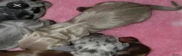 Miniature Dachshund dogs for sale: KC Miniature Dachshunds - Advert 7