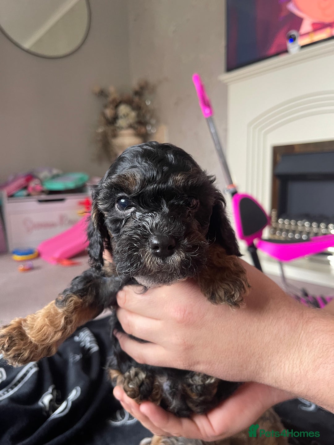 Cockapoo dogs for sale: 4 beautiful F1B Cockapoo puppies  - Image 4