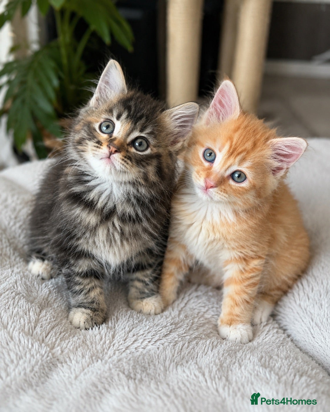 Maine Coon cats Ready to leave: mainecoon X kittens 2 males left  - Advert 7