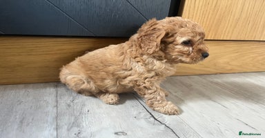 Cockapoo dogs - Advert 1