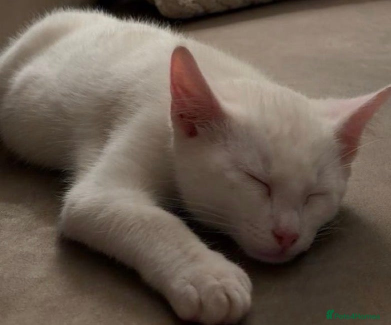 Mixed Breed cats Male  - Advert 3