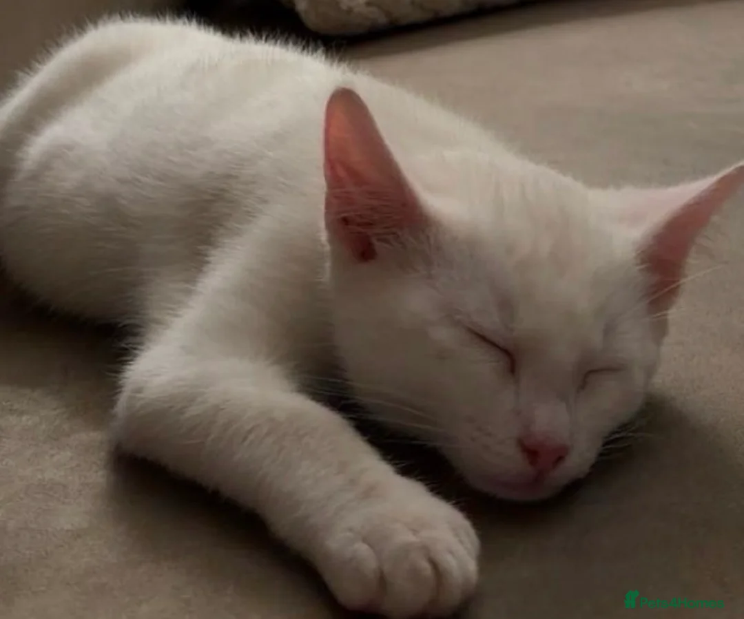 Mixed Breed cats for sale: Male  - Advert 1