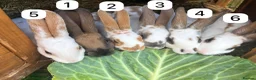 Rex rabbits for sale: Mini Rex Swansea  - Advert 3