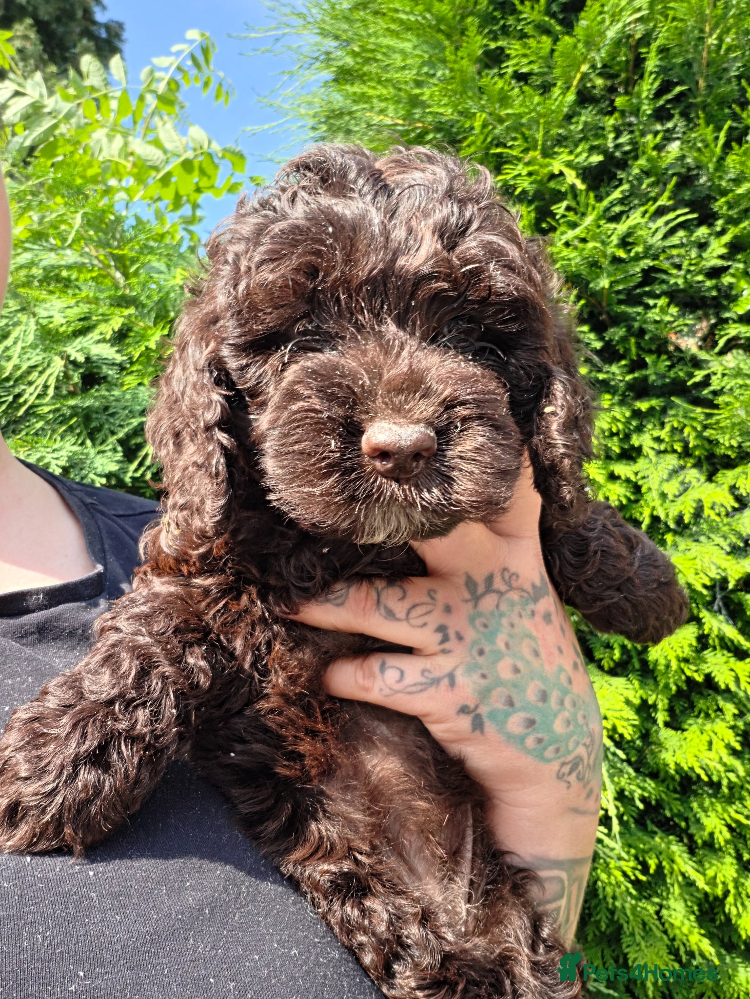 Cockapoo dogs Cockapoo puppies ready this weekend  🩷 - Advert 2