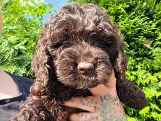 Cockapoo dogs Cockapoo puppies ready this weekend 🩷 - Advert 2