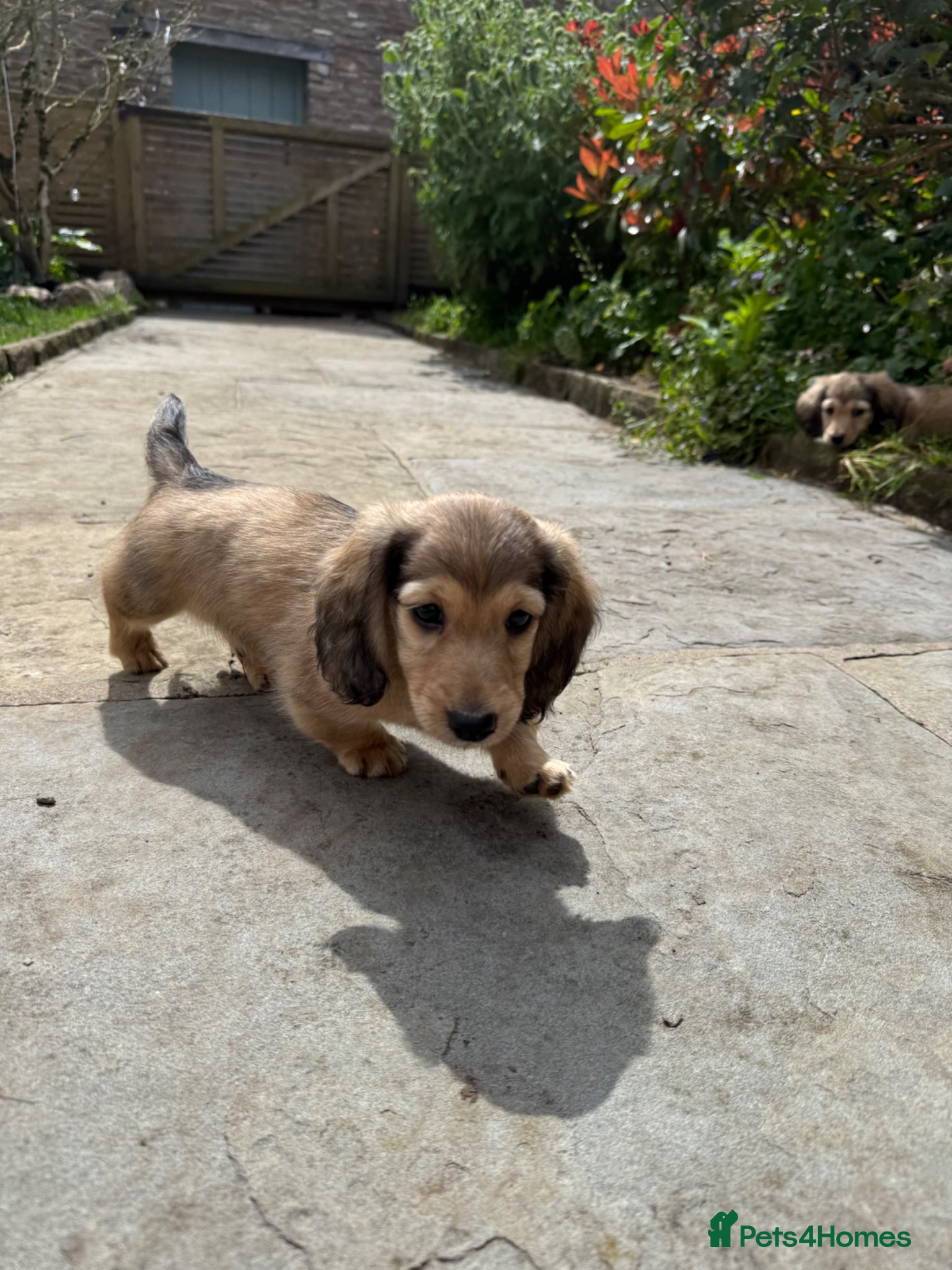 Miniature Dachshund dogs Ready to leave this weekend Cream long haired daxi - Advert 2