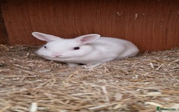 Netherland Dwarf rabbits for sale: Various Netherland Dwarfs available from £20 - Image 25
