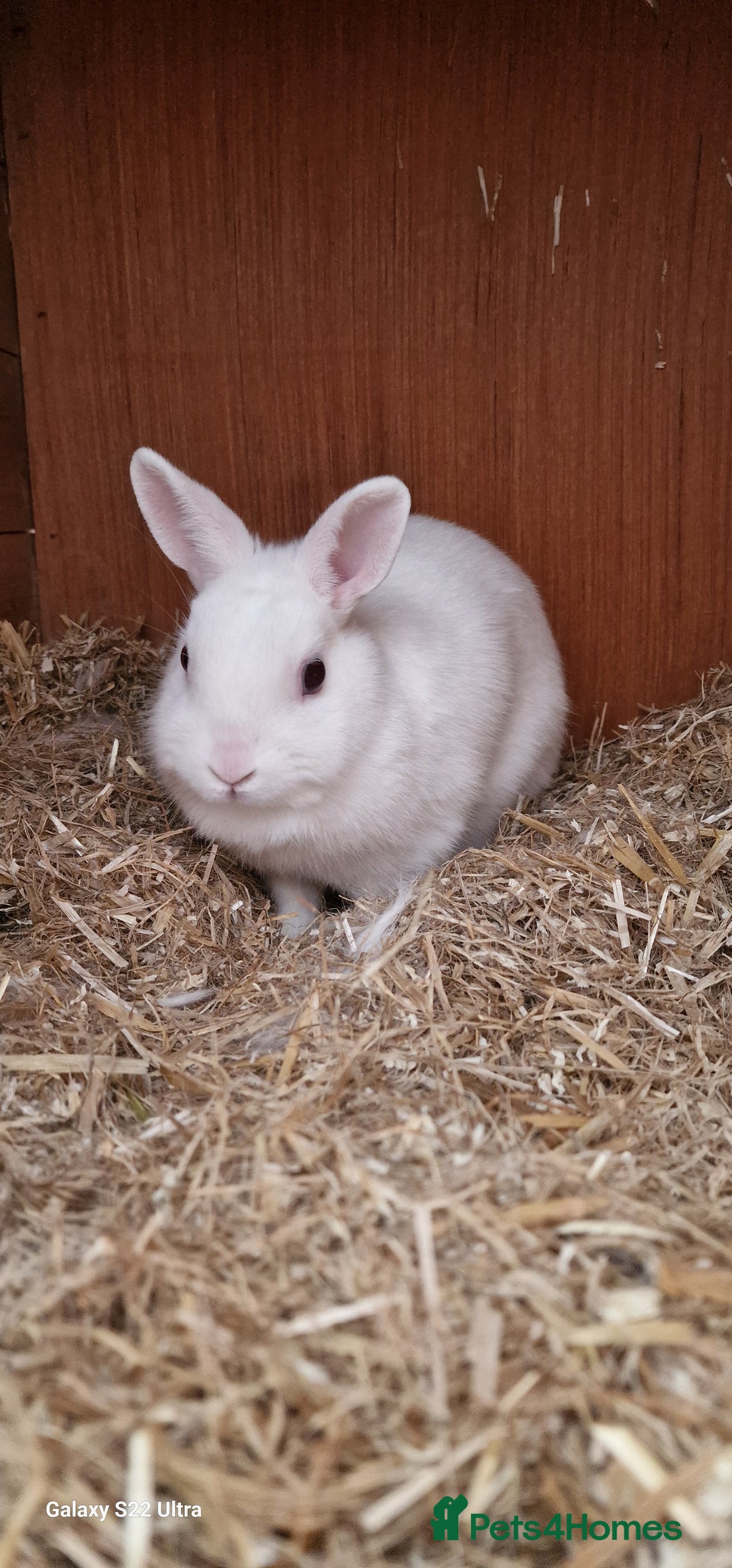 Netherland Dwarf rabbits for sale: Various Netherland Dwarfs available from £20 - Image 25
